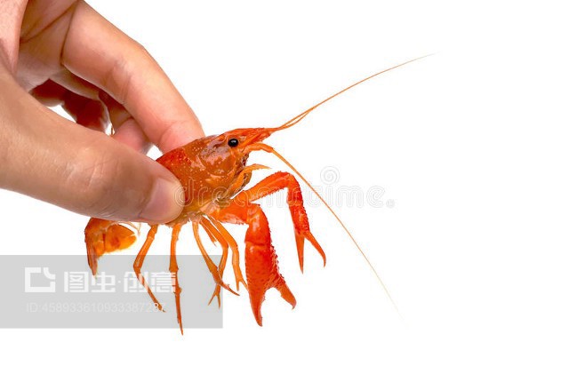 小龙虾Crayfish
