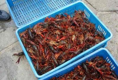 小龙虾大小不一,养殖户把大的捞起来卖小的,放回去可以吗?