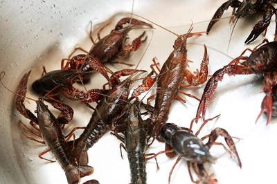 5种不同口味小龙虾做法,清理虾肠,给虾消毒,一步也不能少
