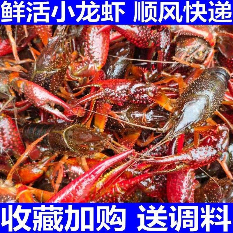 江苏龙虾批发-江苏龙虾批发厂家,品牌,图片,热帖