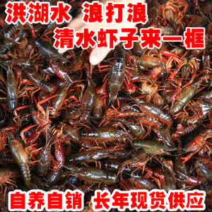 【深圳龙虾】深圳龙虾价格/图片_深圳龙虾批发/采购_深圳龙虾厂家/供应商