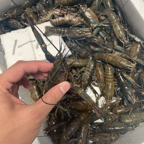 楚淼鲜活小龙虾 养殖澳洲小龙虾 奥龙 蓝龙 1 1.5两规格 冷链发货包活到家