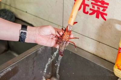 福州宵夜新宠 湖北直供鲜活小龙虾，即杀即做，干净又过瘾！（内含福利）