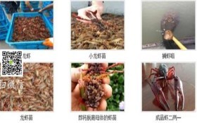 彰武小龙虾苗与种虾供应价格及投资成本分析
