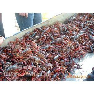 湖北小龙虾市场报价分析 麻辣风味与云南产地直销趋势